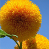 15Pcs Teddy Bear Sunflower Seeds Home Garden Semi Dwarf Helianthus Garden Beautiful Flower Seeds