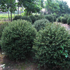50pcs Dragon Spruce Tree Seeds Garden Courtyard Evergreen Arbor Annual Plant