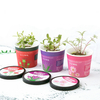 Creative Micro Landscape Mini Cute Little Flower Pot DIY Small Bonsai Plantas Ecological Plant Seeds For Home Garden Dec
