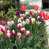 Engrow 1 pcs Tulip Seed Ball Tulip Big Ball Multicolor Hydroponic Cultivation Flower Corm