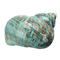 Natural Top Rare Real Sea Shell Conch Stunning Healing Decor Ocean Craft Decorations