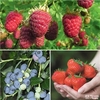 Very Berry Summer Fruits Pack