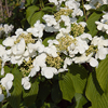 Viburnum Kilimanjaro Sunrise 3L 70cm Cane (Wedding Cake Tree)