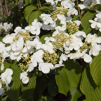Viburnum Kilimanjaro Sunrise 3L 70cm Cane (Wedding Cake Tree)