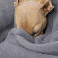 Charley Chau Double Fleece Smoke Grey Dog Blanket Large